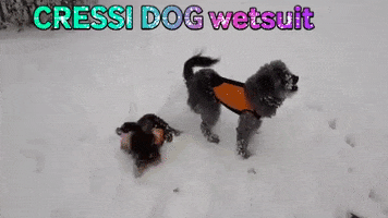 Dog Snow GIF by CRESSI DOG