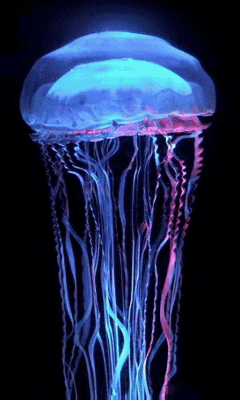 Box Jellyfish GIFs - Get the best GIF on GIPHY