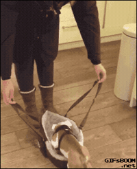 200w.gif