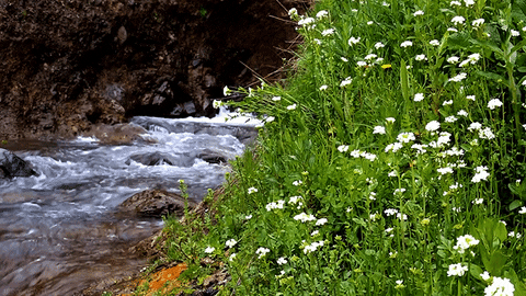 nature cinemagraph green river creek GIF