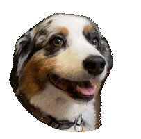 Santa Barbara Dog Sticker by Backstage Dueling Piano Bar