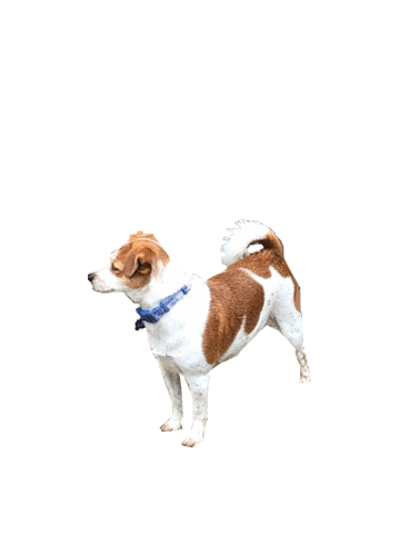 Jackdog Sticker by IM Home Inspections