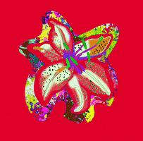 Rainbow Flower GIF by Daisy Lemon