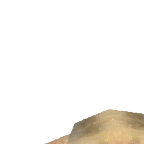Cat Flower GIF