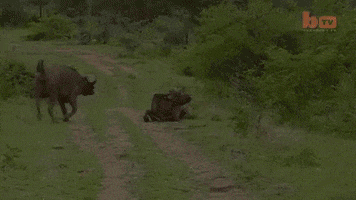 Water Buffalo GIF