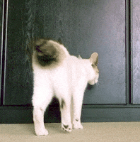 Cat I Cant GIF by MOODMAN