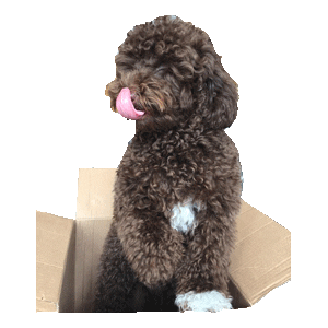 Barkingwellsignature Sticker by Barking Well