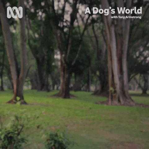 Dog GIF by ABC TV + IVIEW