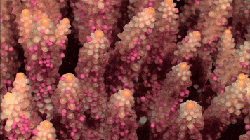200.gif?cid=fc005b08d8f8c1ff624daf2ab7377f7b02f59edacf42947d&rid=200.gif&ct=g