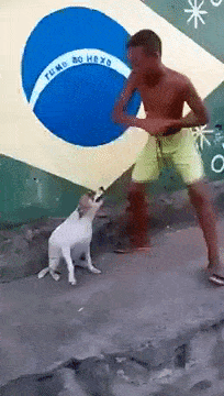 Dancing With Dog Gifs Get The Best Gif On Giphy