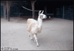 Llama Bfd GIF - Find & Share on GIPHY