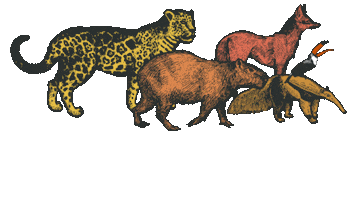 Ong Brasilia Sticker by Instituto Perene