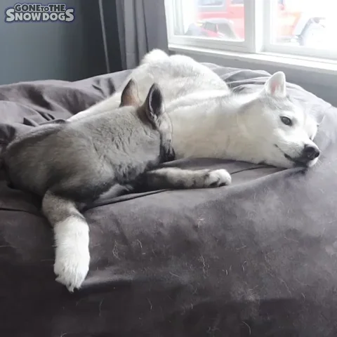 Hey You Attention GIF by Gone to the Snow Dogs