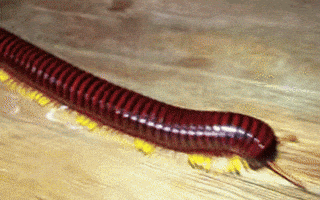 House Centipede GIFs - Find & Share on GIPHY