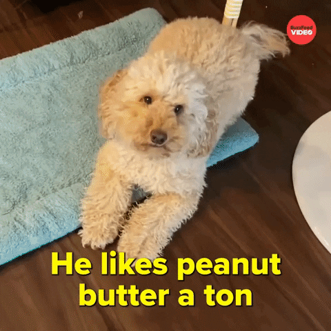Cats Dogs GIF by BuzzFeed