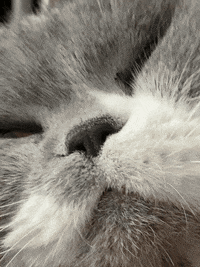 Cat Face GIFs