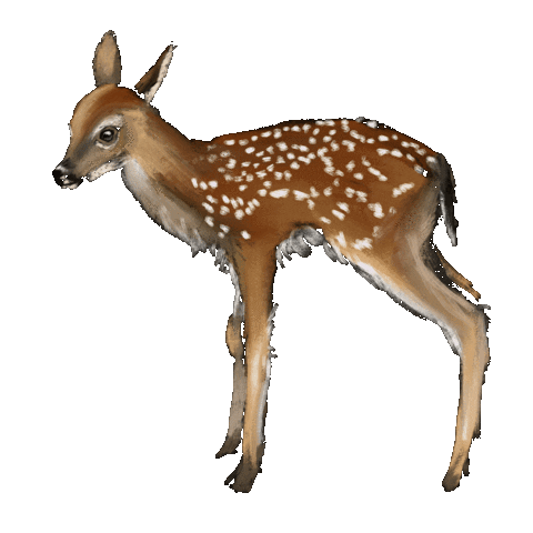 Forest Deer Sticker by Xiwikj