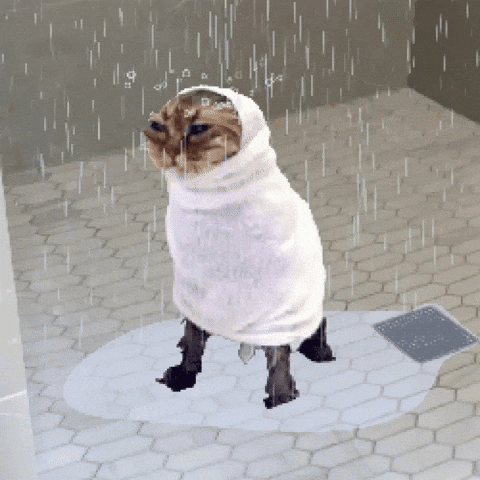 Sad Cat GIF