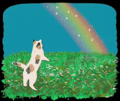 Cat Rainbow GIF by Illustrator.aki