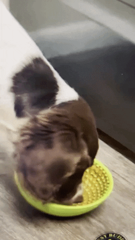 Dog Toys Sftd GIF by SchoolForTheDogs