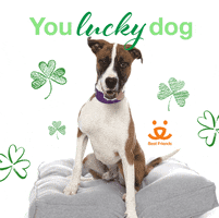 St Patricks Day Dog GIF by Best Friends Animal Society