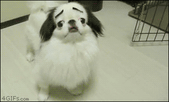 Featured image of post Cute Dancing Dog Gifs With tenor maker of gif keyboard add popular dancing dog animated gifs to your conversations