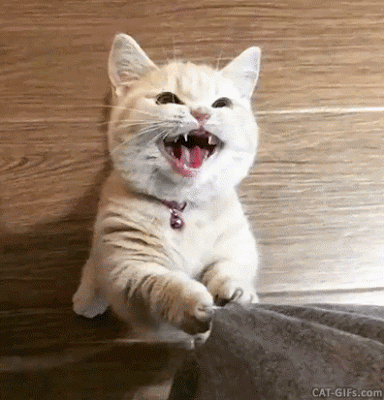 Needy Cat GIF - Find & Share on GIPHY