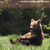 Relaxed Bear GIF by World Animal Protection