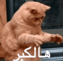 Moali Alsyed GIF