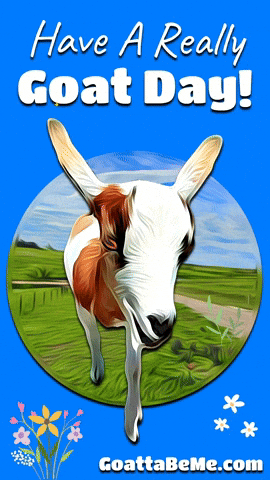 Good Day Pets GIF by Goatta Be Me Goats! Adventures of Java, Toffee, Pumpkin and Cookie!