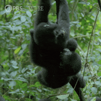 Pbs Nature Gorilla GIF by Nature on PBS