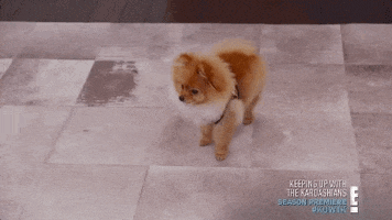 keeping up with the kardashians dog GIF by KUWTK