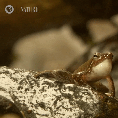 Pbs Nature GIF by Nature on PBS