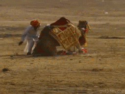 animals being dicks <em><snip></em> off GIF