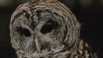 Owl Hoot GIF by Switzerfilm
