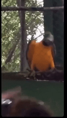 Beat Birt GIF