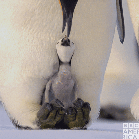 Baby Penguin Penguin Gif By c America Find Share On Giphy