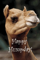 Happy Hump Day GIF