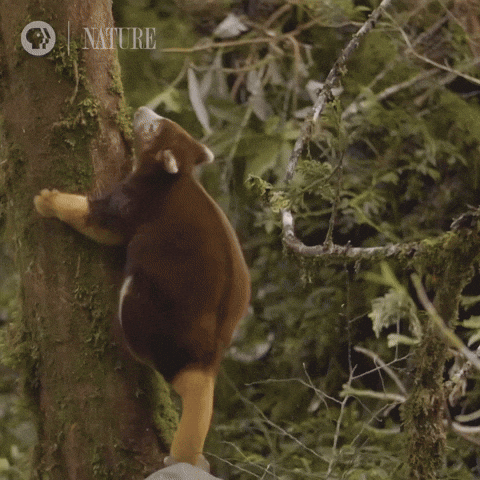 Pbs Nature Climbing GIF by Nature on PBS
