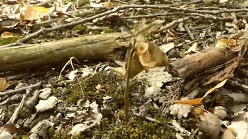 Animals GIF