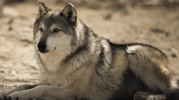 dzsigi nature wolf GIF