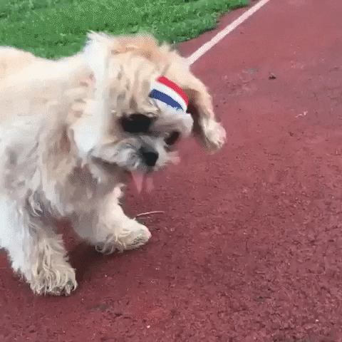 Video gif. A small scruffy dog with large eyes wears a sweatband on his head as he struggles down a track.