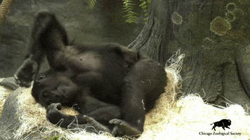 Bored Gorilla GIF by Brookfield Zoo