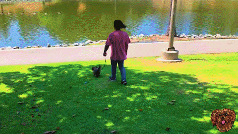 Dog With Dentures Gif  - An Animated Dog Smiles And Wags Its Tail.