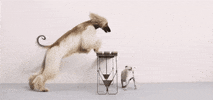 Pet Shop Dog GIF by AnimalHouseMilano