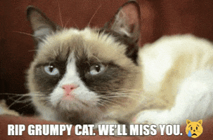 Grumpy Cat Rip GIF by MOODMAN