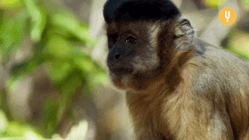 Spy In The Wild Monkey GIF by CuriosityStream