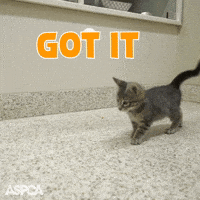 jumping cats gif