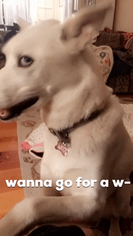 Lets Go Yes GIF by Impact Dog Crates