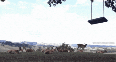 Deer Wildlife GIF by Wondeerful farm